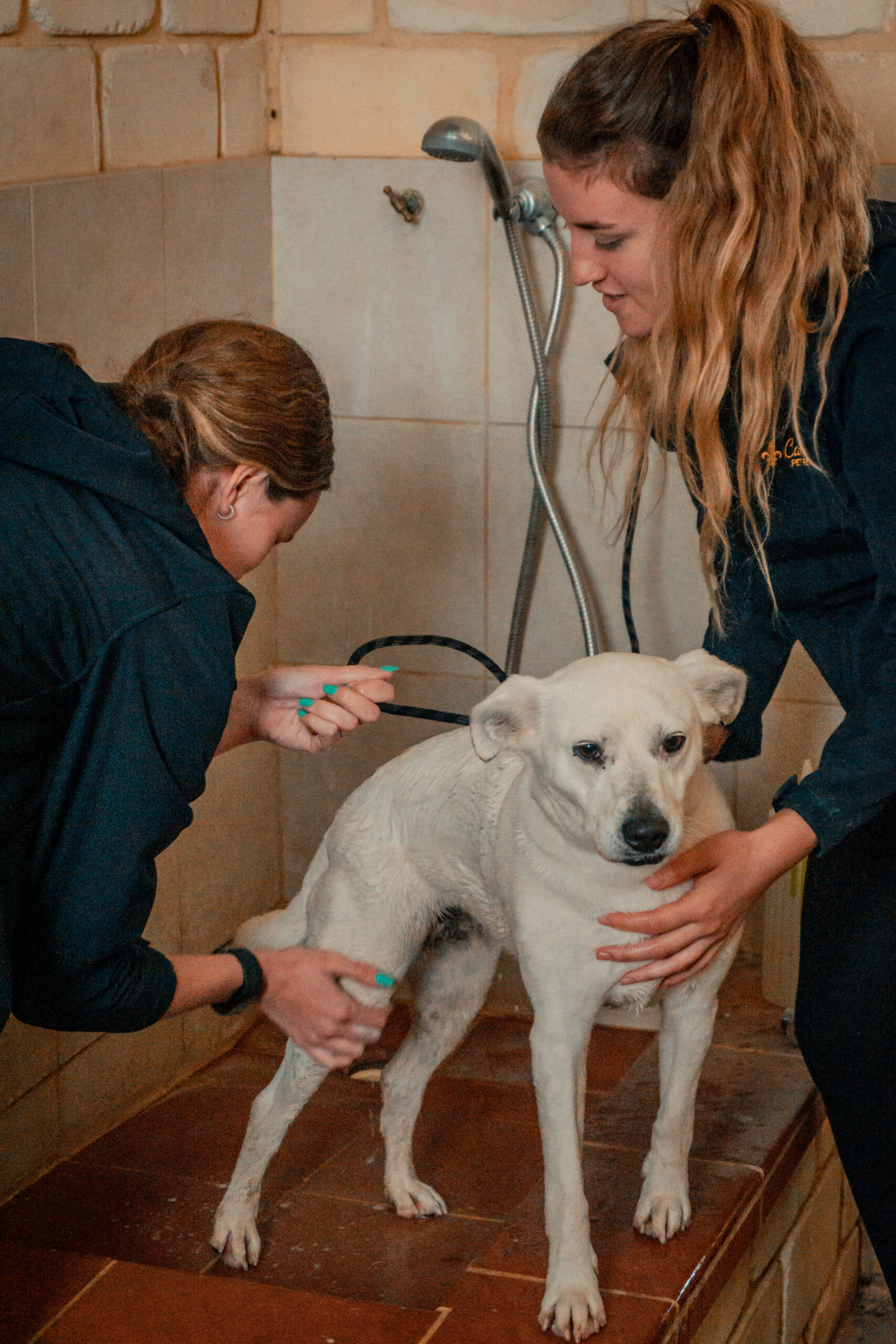 FUZ09817 https://camelotpetresort.com.au/wp-content/uploads/2026/06/FUZ09817-scaled.jpg