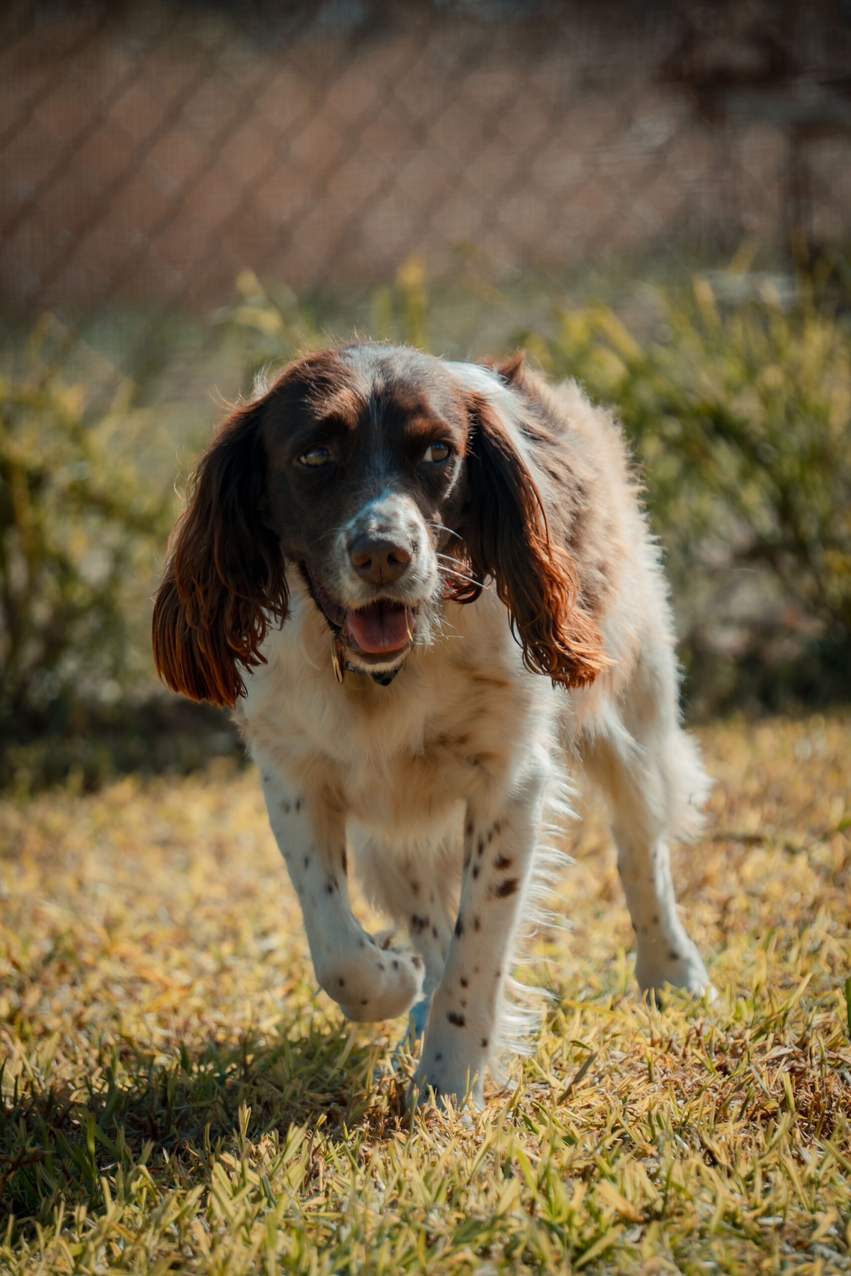 XEI00011 https://camelotpetresort.com.au/wp-content/uploads/2026/06/XEI00011-scaled.jpg