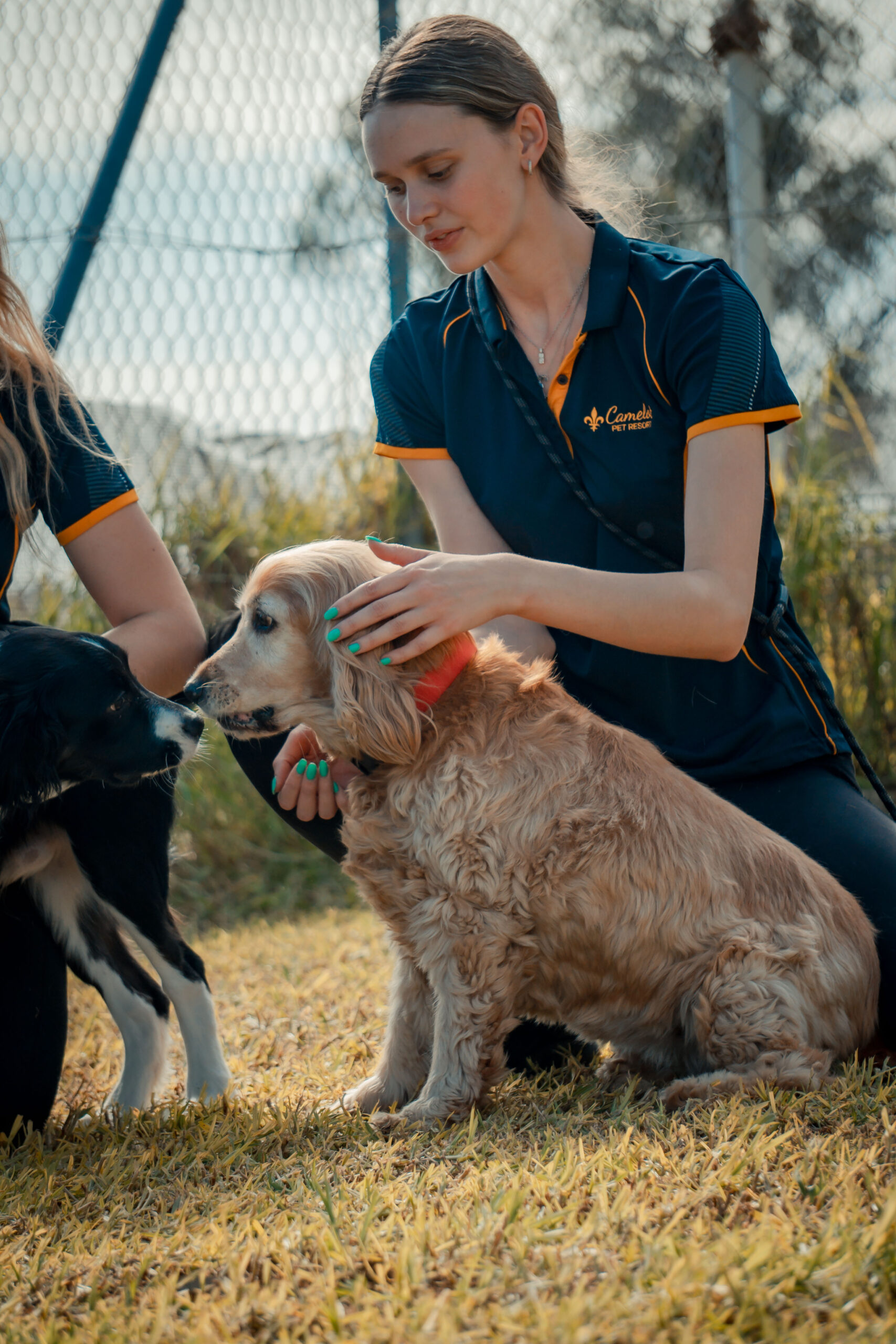 XEI09931 https://camelotpetresort.com.au/wp-content/uploads/2026/06/XEI09931-scaled.jpg