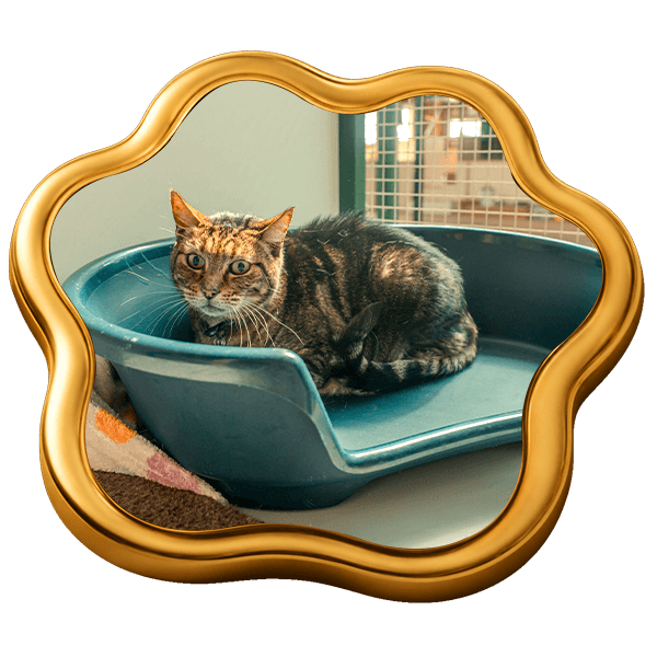 https://camelotpetresort.com.au/wp-content/uploads/2026/07/Cattery.png