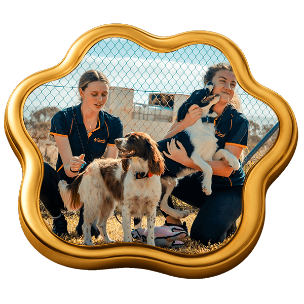 https://camelotpetresort.com.au/wp-content/uploads/2026/07/Dog-Boarding.png