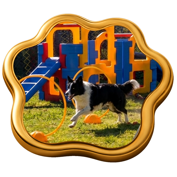https://camelotpetresort.com.au/wp-content/uploads/2026/07/Doggy-Daycare-2.png