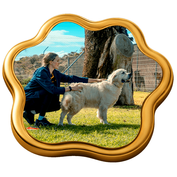 https://camelotpetresort.com.au/wp-content/uploads/2026/07/Guest-Services.png