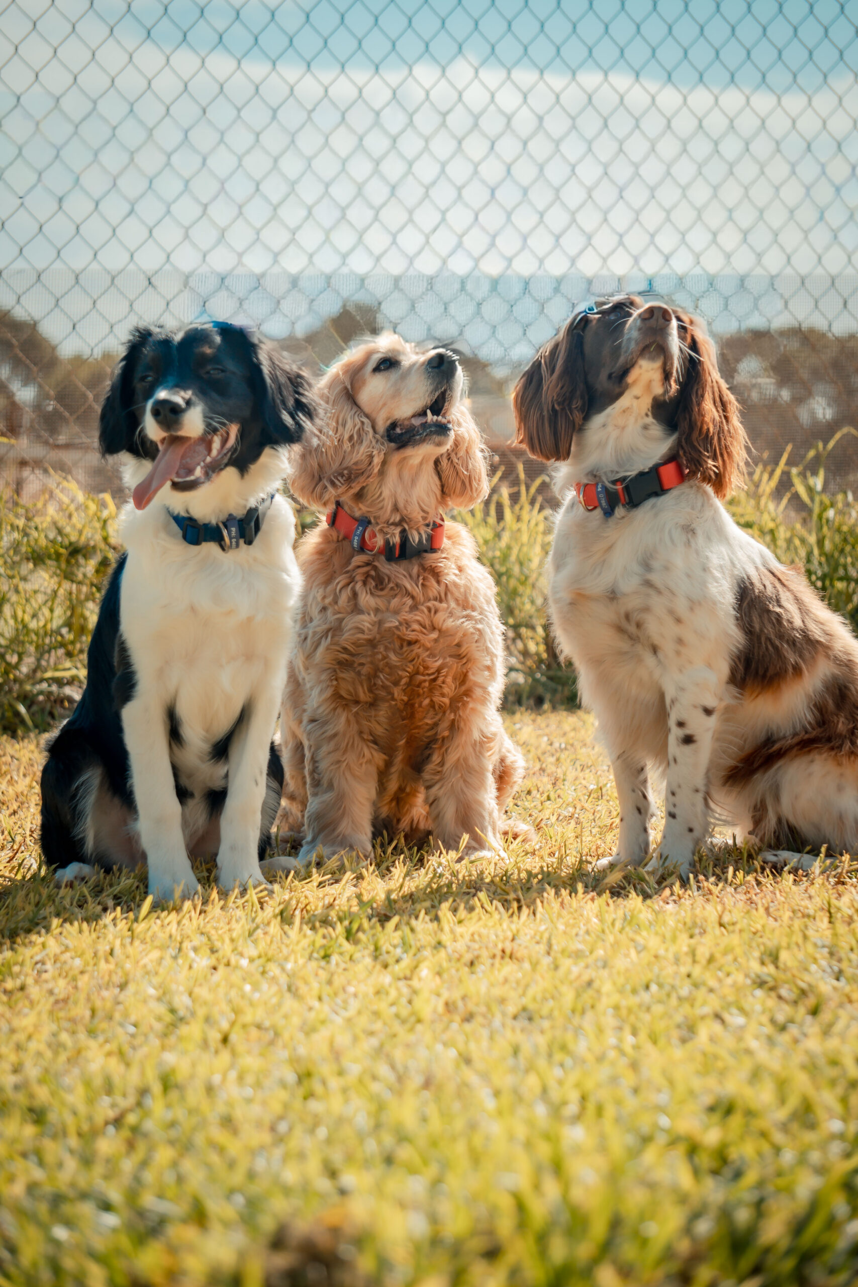 XEI00046 https://camelotpetresort.com.au/wp-content/uploads/2026/07/XEI00046-scaled.jpg