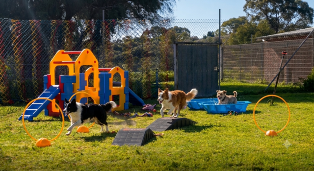 dog daycare 2 dog daycare 2